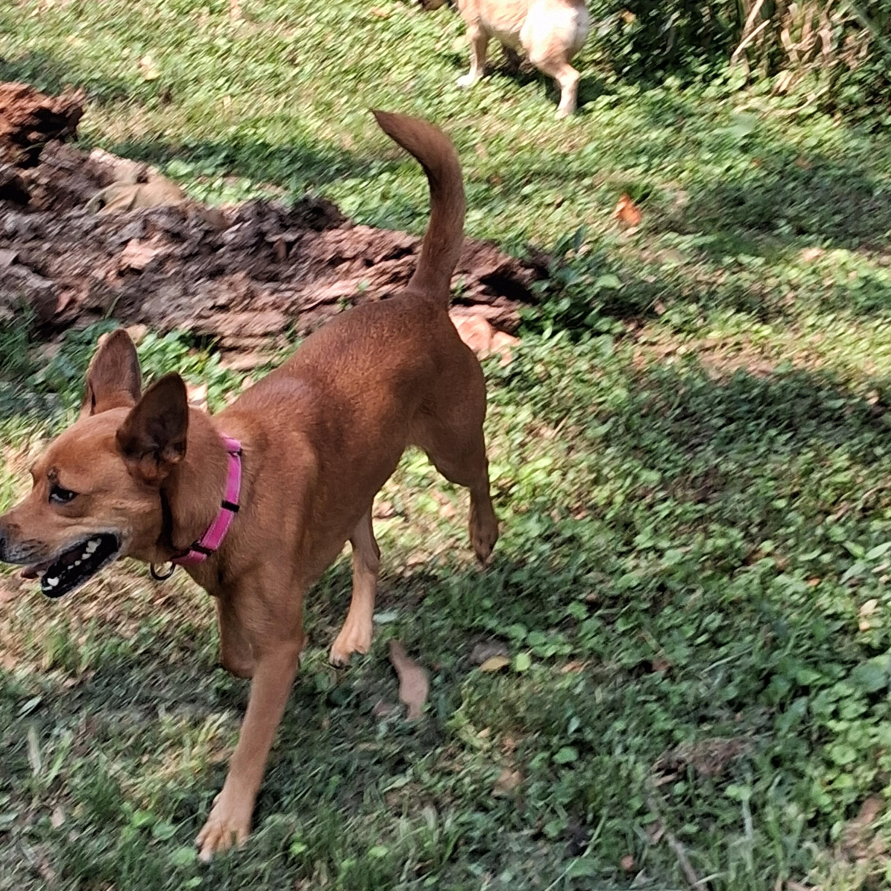 Enlarge Rollie, a Adoptable mixed breed in Memphis, TN image 2/5