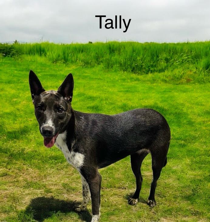 Tally — thumbnail 2