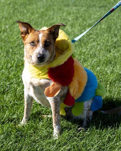 Rosie, Adoptable, Adult Female Fox Terrier & Mixed Breed.