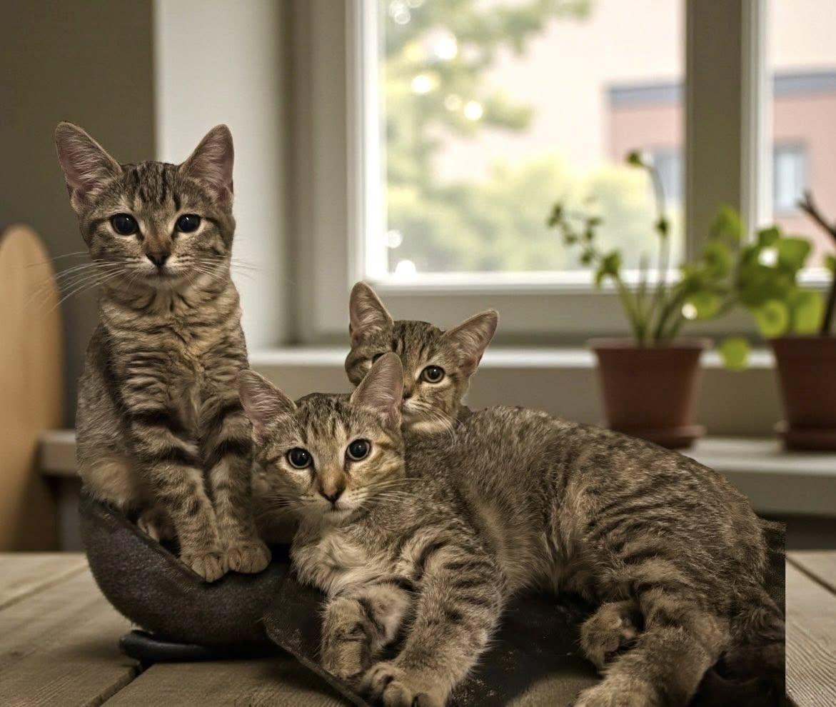 Female Kittens — thumbnail 4