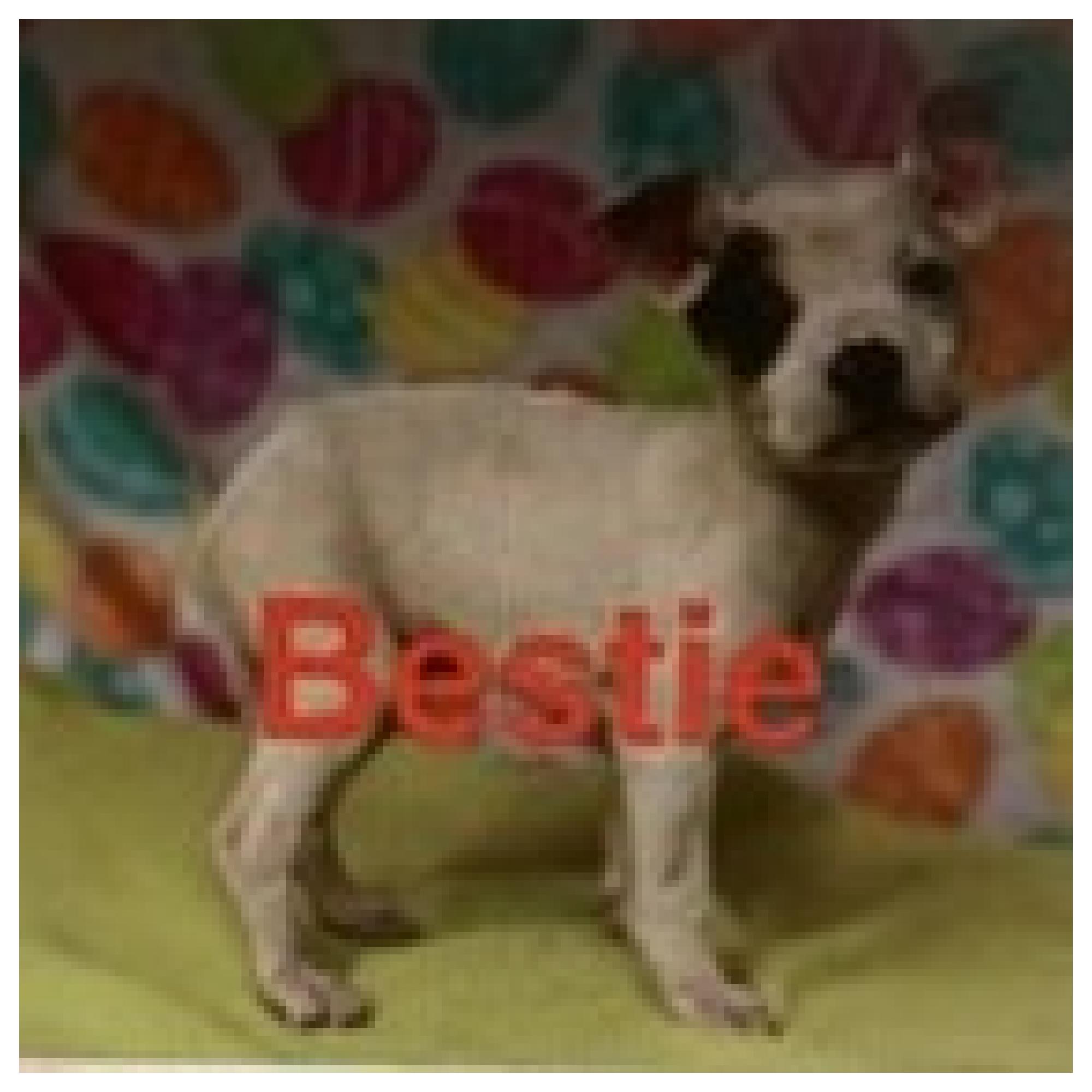 Enlarge Bestie, a ADOPTABLE mixed breed in Eustis, FL image 2/2