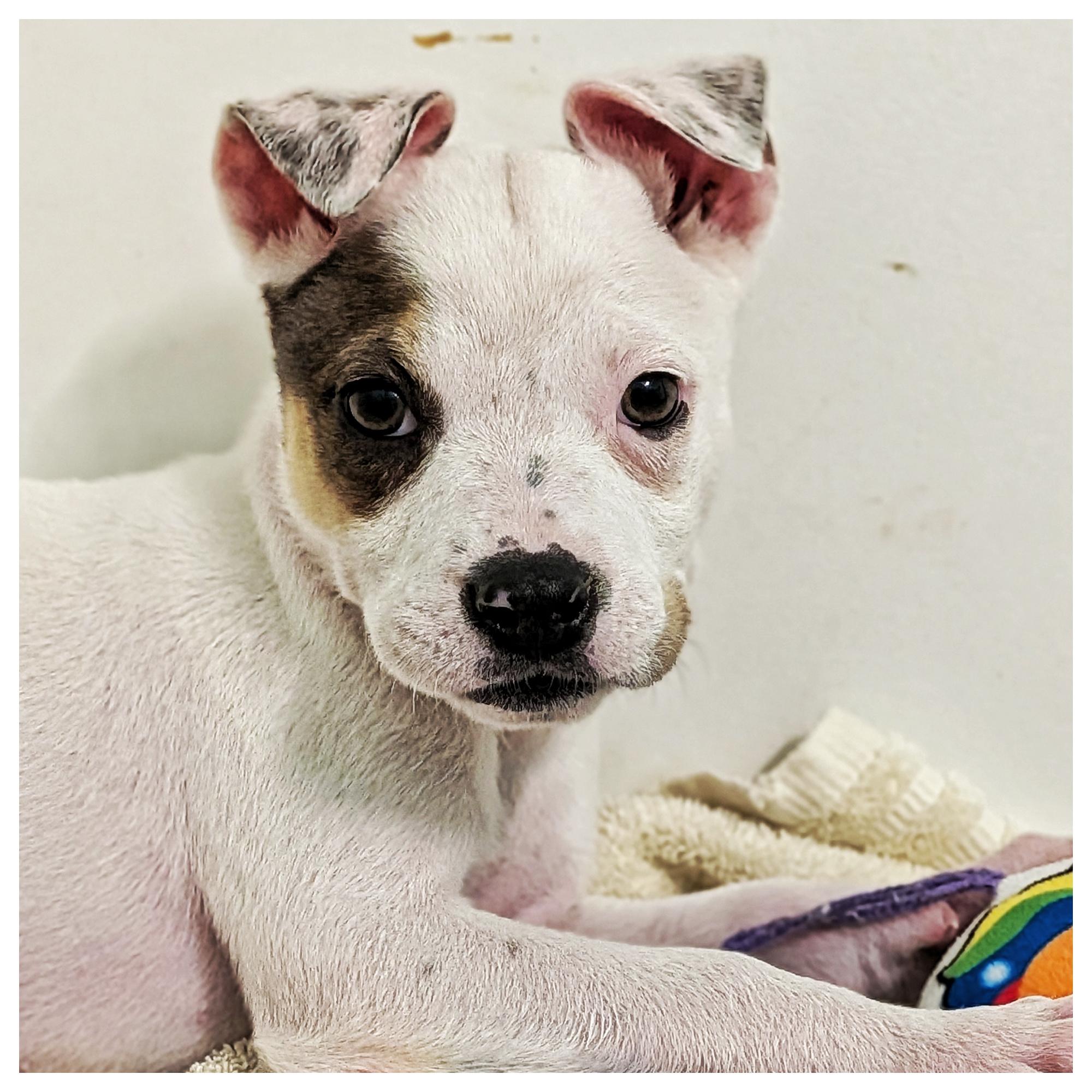 Bestie, ADOPTABLE, Puppy Male Chihuahua & Jack Russell Terrier.