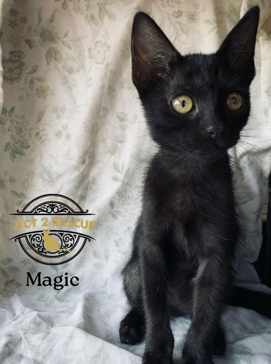 Enlarge Magic, a Adoptable Bombay in Riverside, CA image 1/2