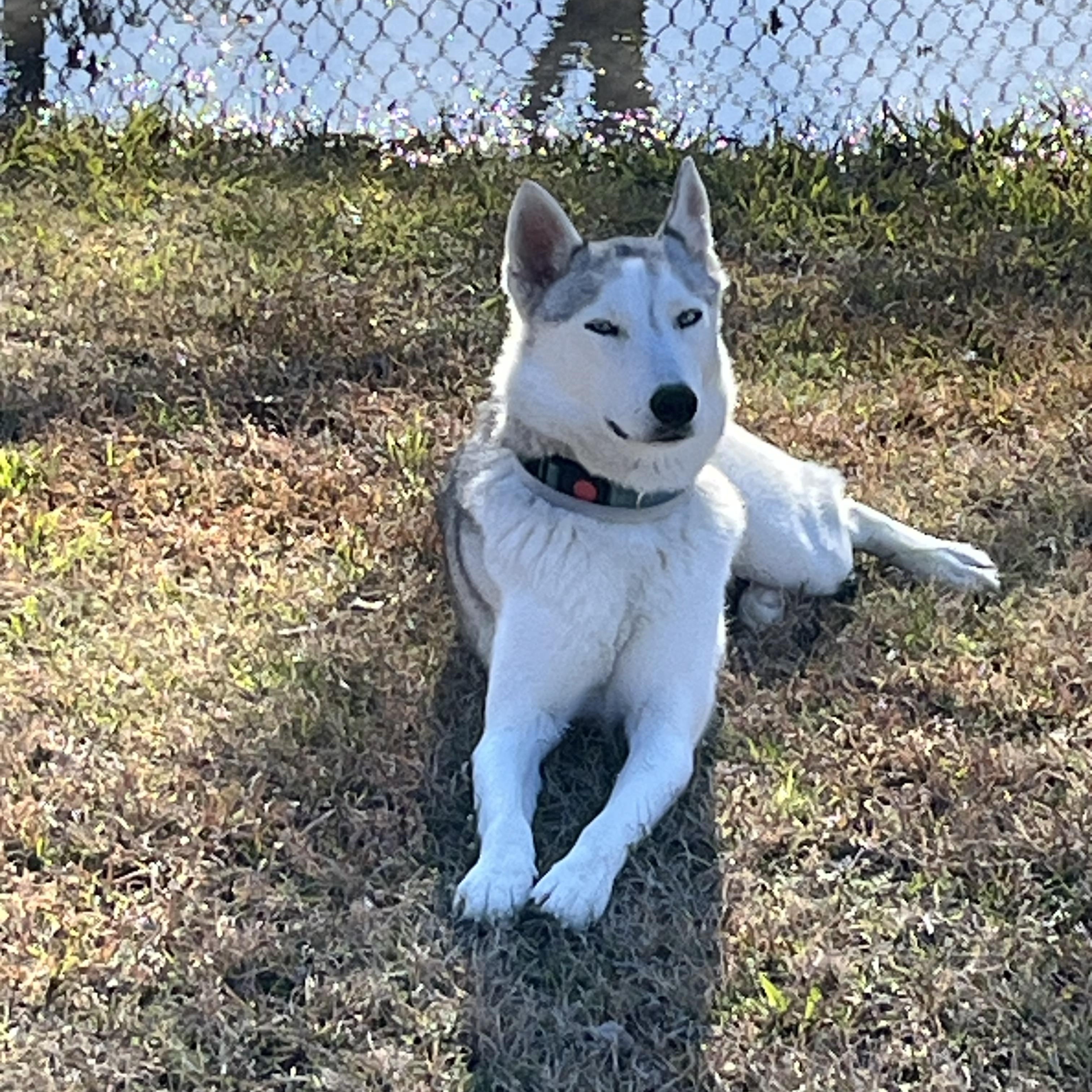 Luki, a Adoptable mixed breed in Westerville, OH image 5/5