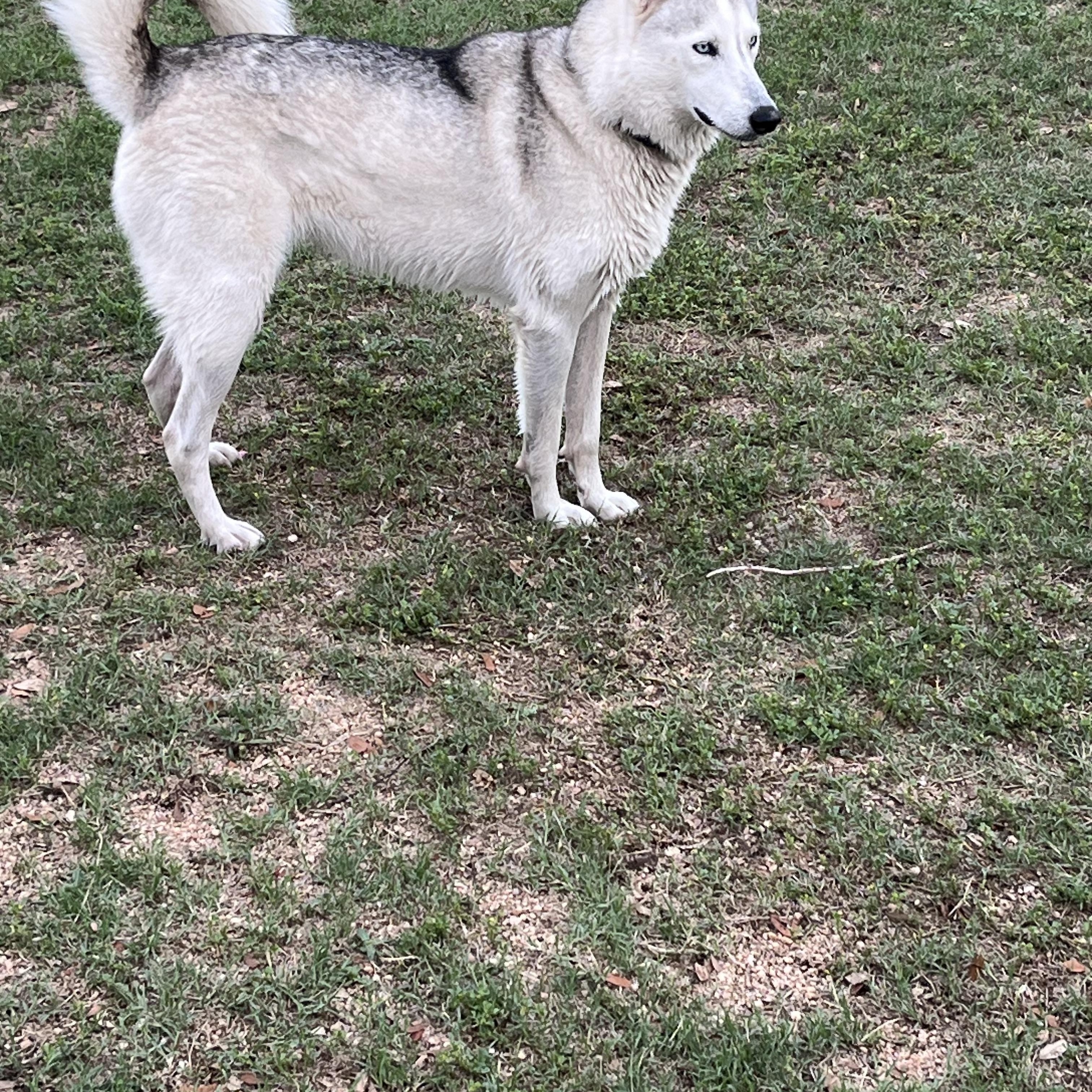 Luki, a Adoptable mixed breed in Westerville, OH image 3/5
