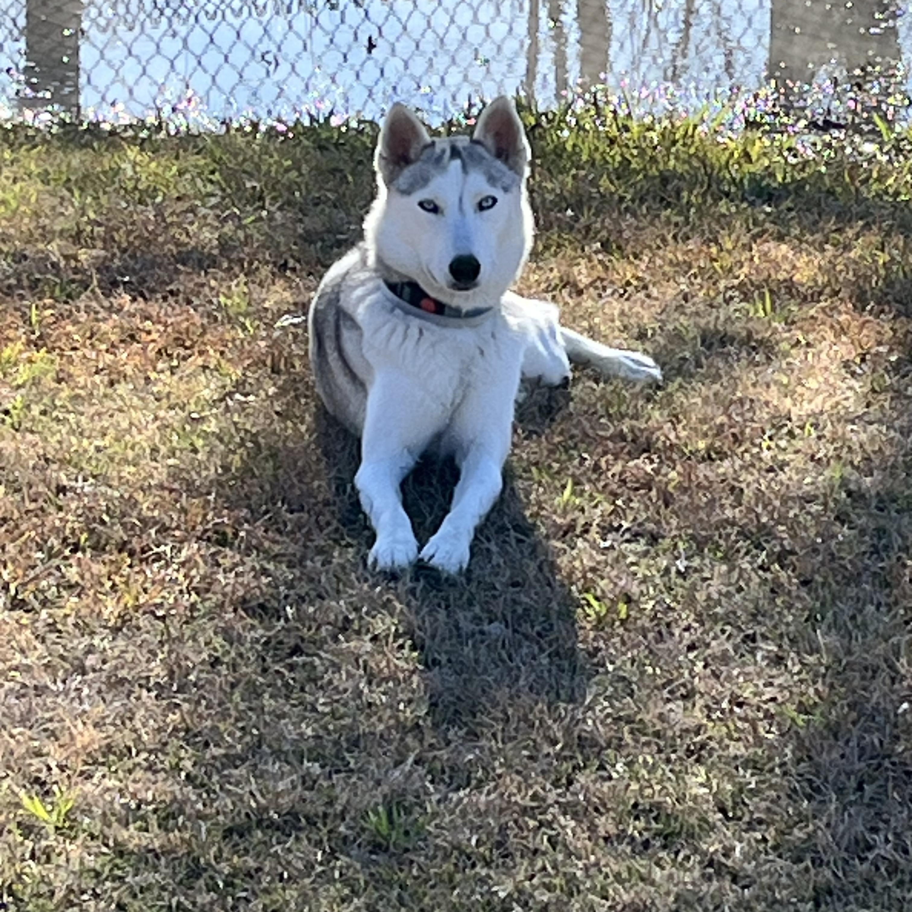 Luki, a Adoptable mixed breed in Westerville, OH image 4/5