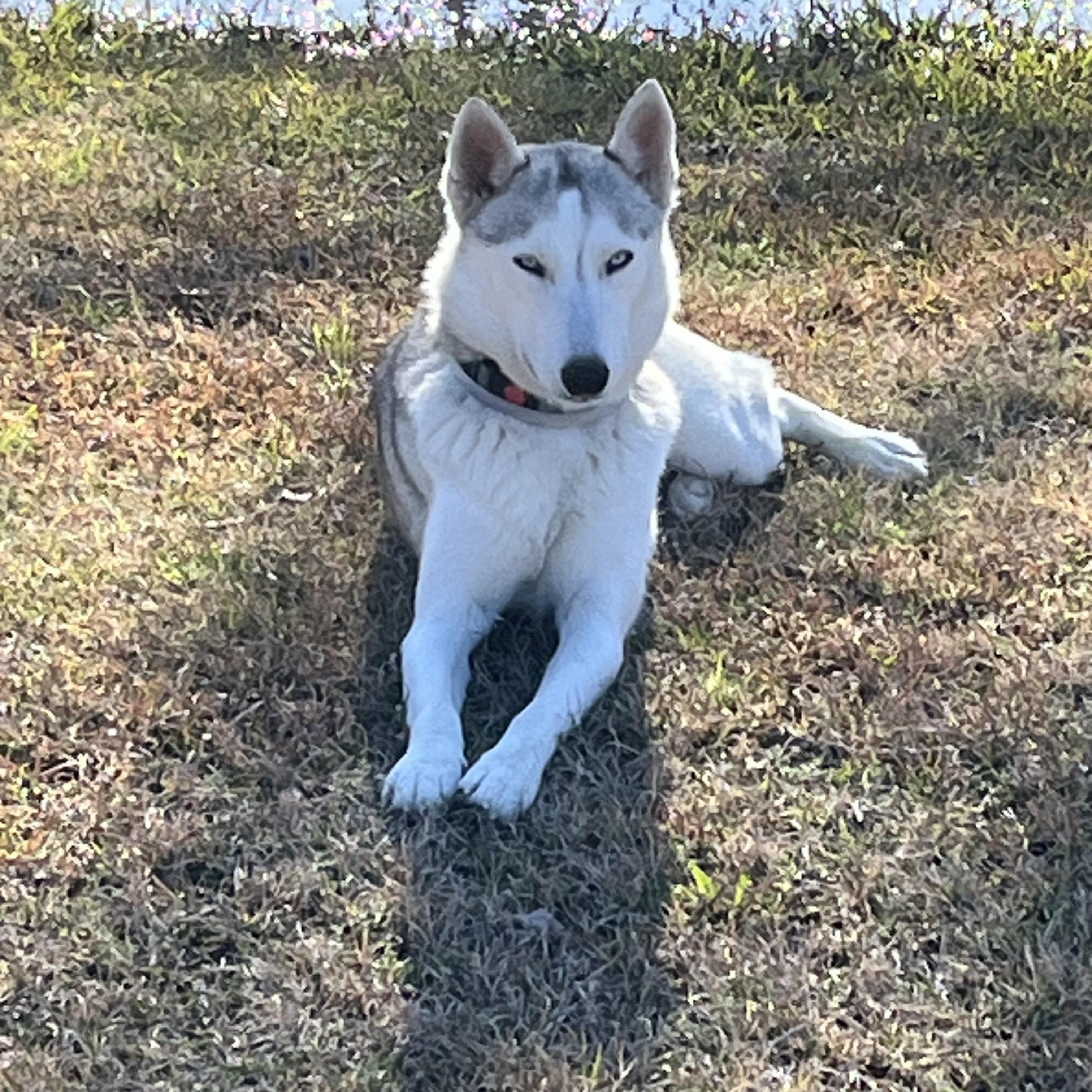 Luki, a Adoptable mixed breed in Westerville, OH image 1/5