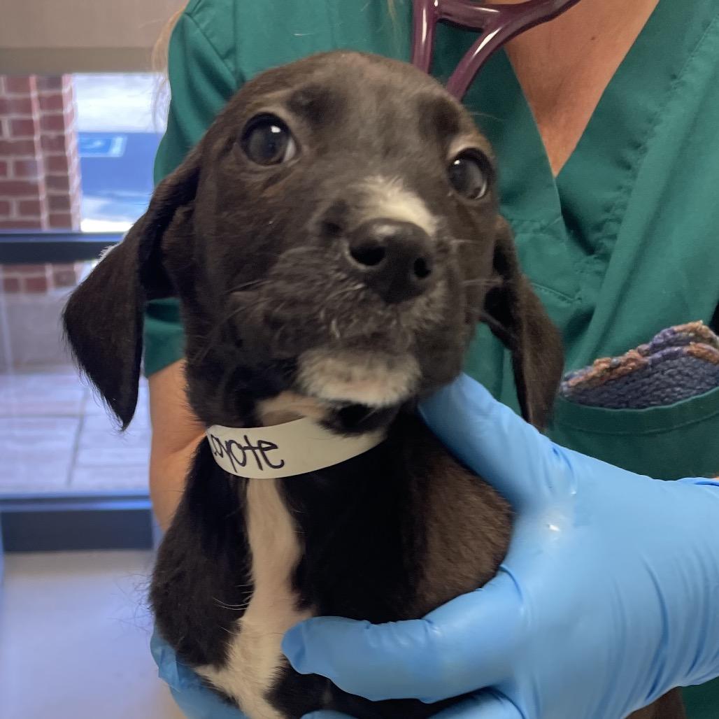 Wiley Coyote, Adoptable, Puppy Male Spaniel & Terrier.