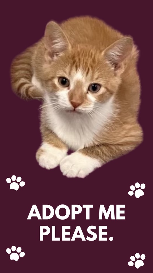 Enlarge TANGO, a Adopted Domestic Short Hair in Georgetown , SC image 1/6