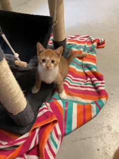 Enlarge TANGO, a Adopted Domestic Short Hair in Georgetown , SC image 4/6