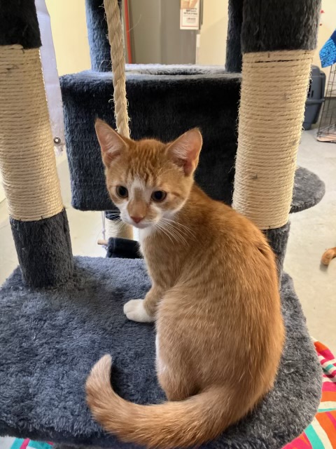 Enlarge TANGO, a Adopted Domestic Short Hair in Georgetown , SC image 5/6