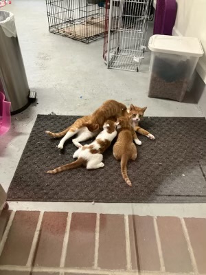 Enlarge TANGO, a Adopted Domestic Short Hair in Georgetown , SC image 3/6