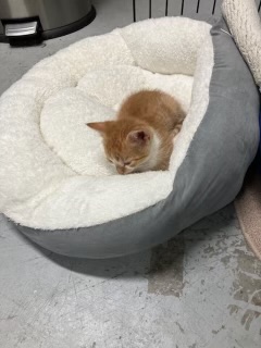 Enlarge TANGO, a Adopted Domestic Short Hair in Georgetown , SC image 6/6