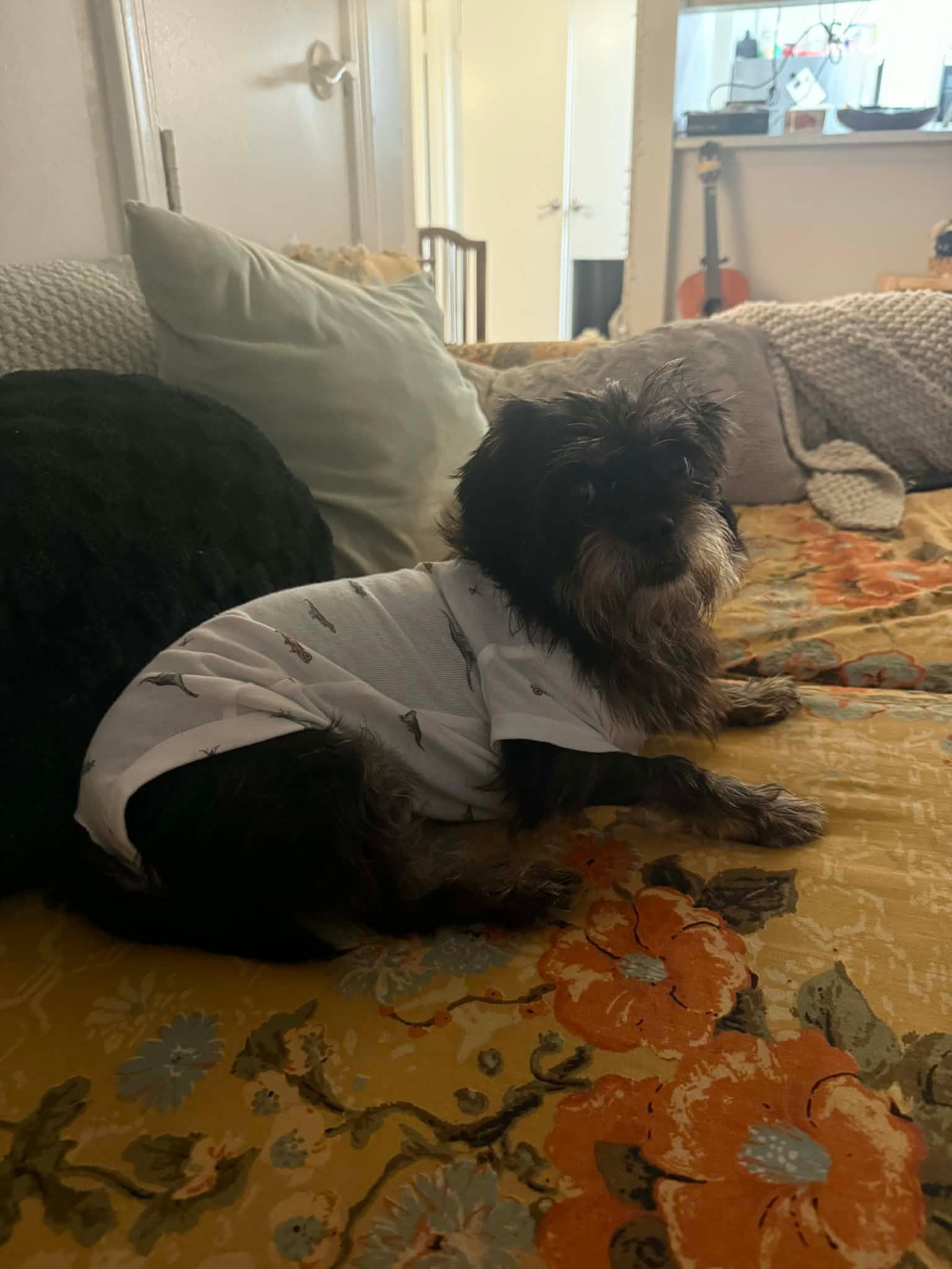 Macy, a Adoptable Shih Tzu in Kittery, ME image 3/3