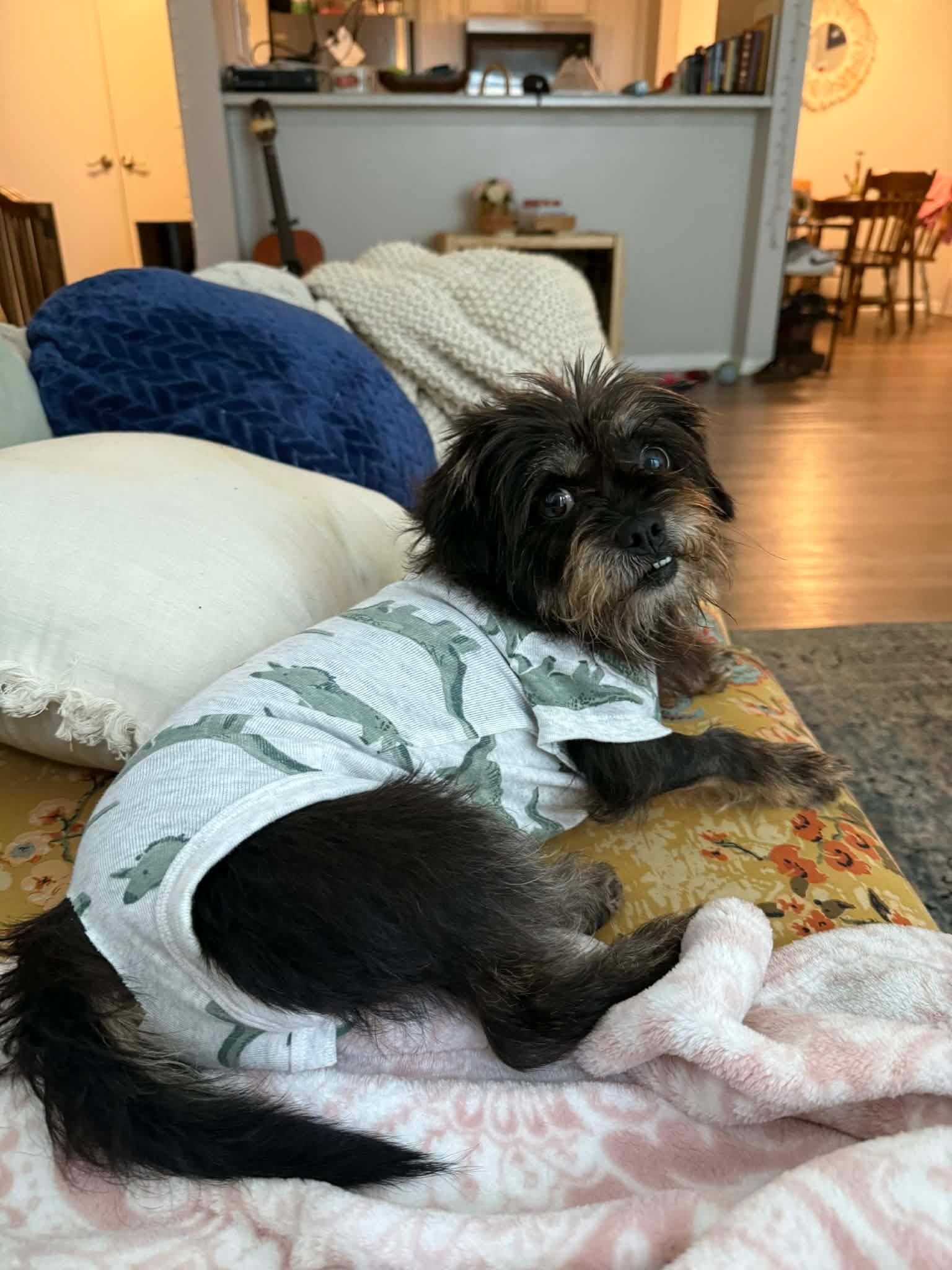 Macy, a Adoptable Shih Tzu in Kittery, ME image 2/3