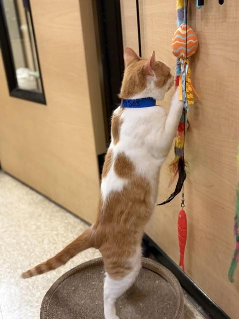 UKELELE. #4268, ADOPTABLE, Adult Male Tabby.