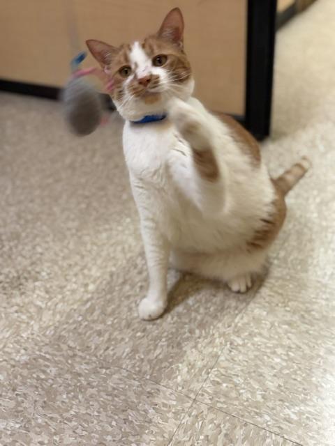 Enlarge UKELELE. #4268, a ADOPTABLE Tabby in Bethesda, MD image 6/6