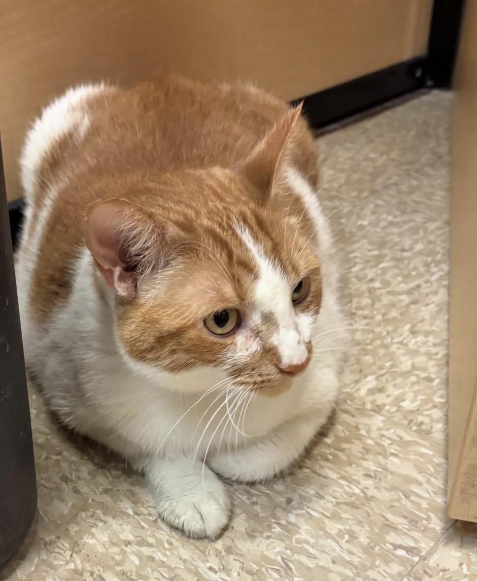 Enlarge UKELELE. #4268, a ADOPTABLE Tabby in Bethesda, MD image 2/6