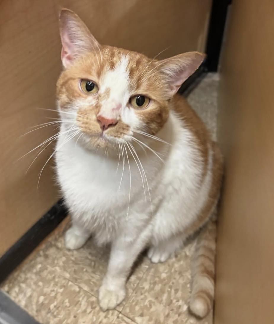 Enlarge UKELELE. #4268, a ADOPTABLE Tabby in Bethesda, MD image 4/6