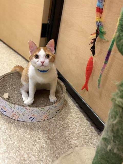 Enlarge UKELELE. #4268, a ADOPTABLE Tabby in Bethesda, MD image 5/6
