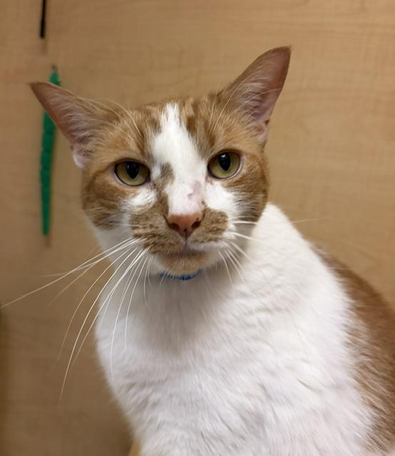 Enlarge UKELELE. #4268, a ADOPTABLE Tabby in Bethesda, MD image 1/6
