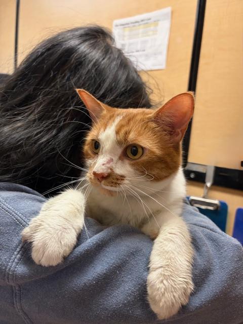 Enlarge UKELELE. #4268, a ADOPTABLE Tabby in Bethesda, MD image 3/6