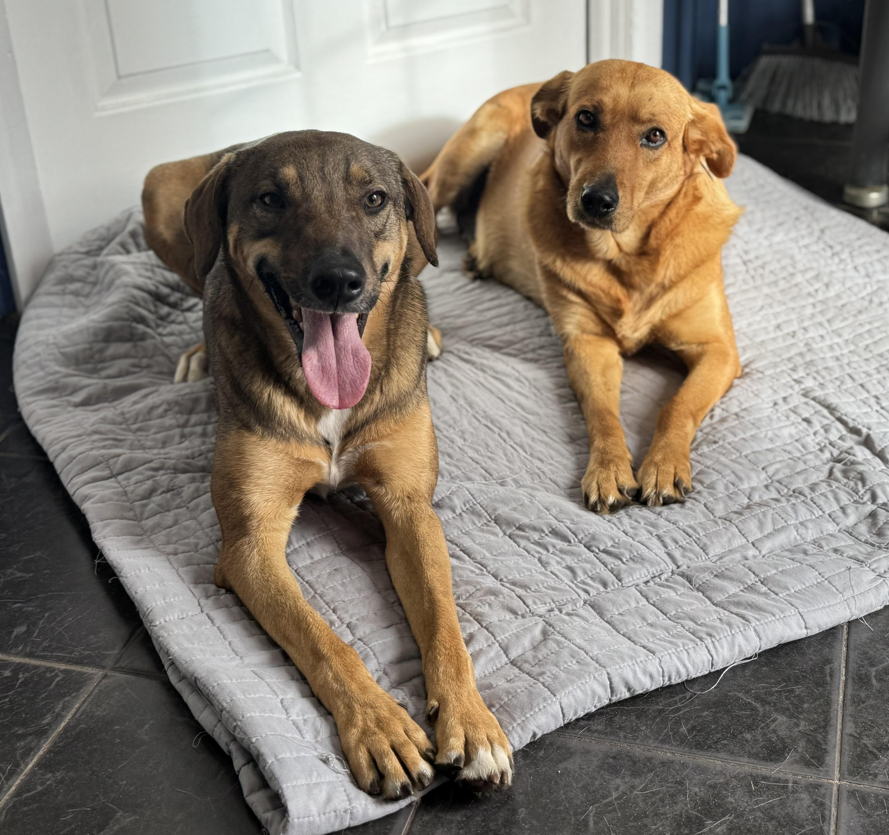 Enlarge Caty, a Adoptable mixed breed in Spring Hill, FL image 6/6