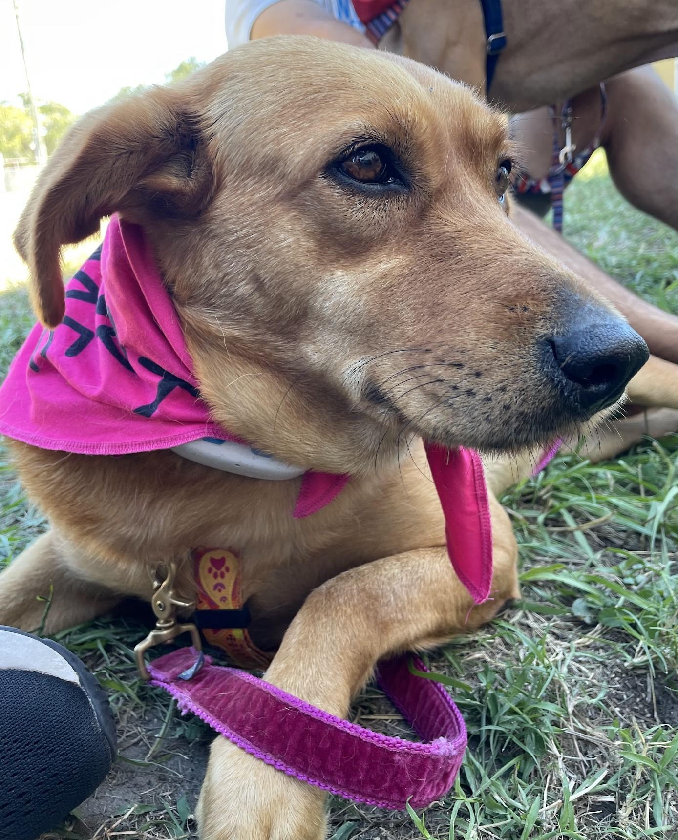 Caty, a Adoptable mixed breed in Spring Hill, FL image 1/7
