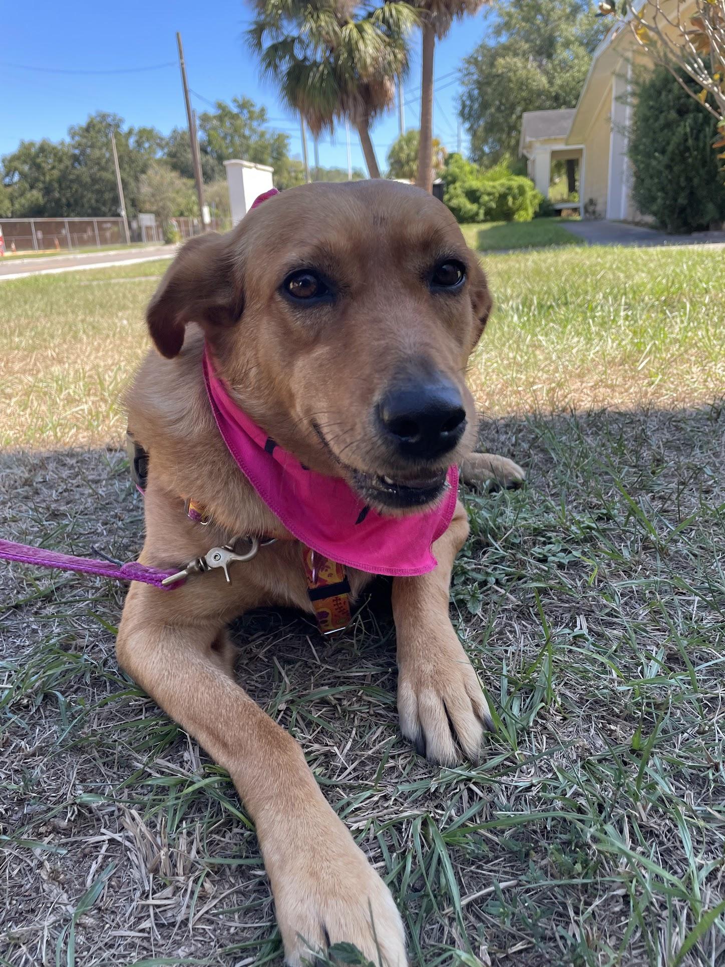 Caty, a Adoptable mixed breed in Spring Hill, FL image 2/7