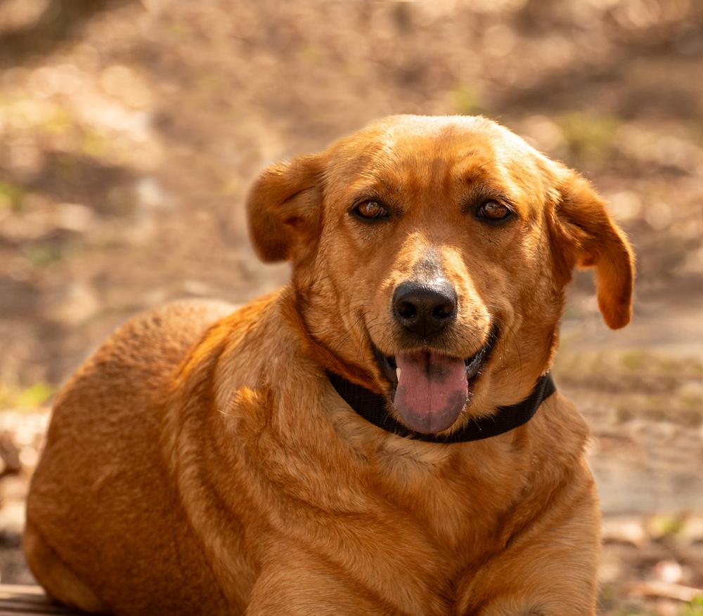 Caty, a Adoptable mixed breed in Spring Hill, FL image 3/7