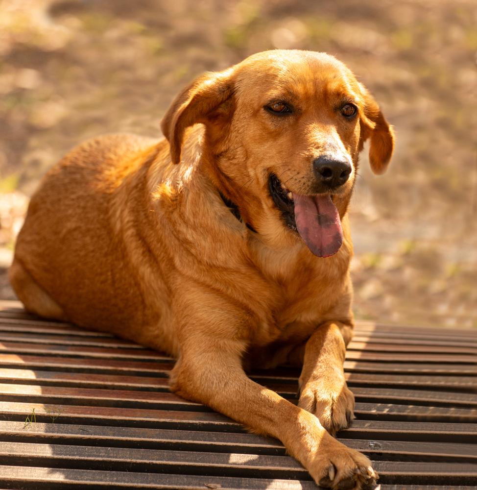 Caty, a Adoptable mixed breed in Spring Hill, FL image 4/7