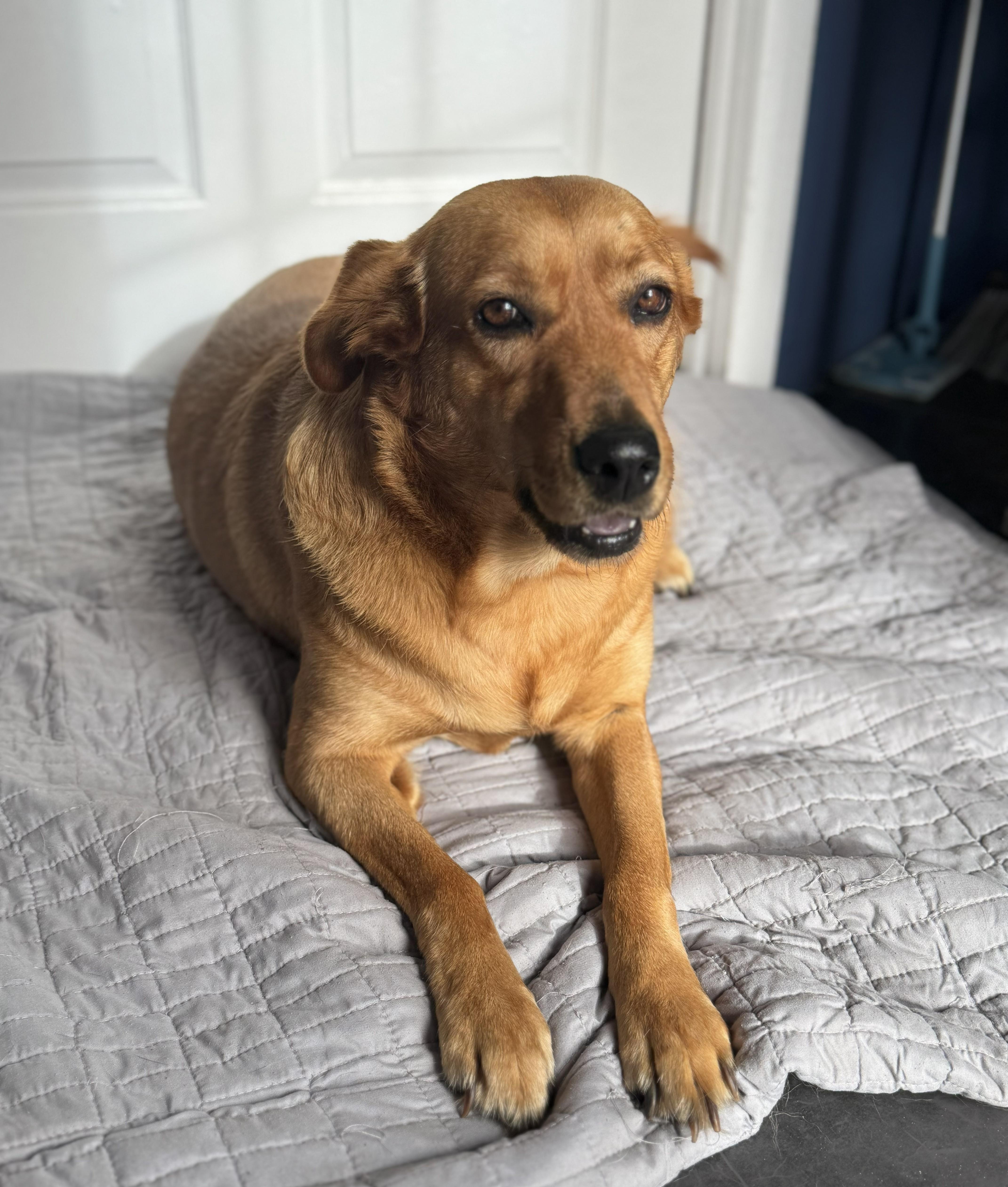 Enlarge Caty, a Adoptable mixed breed in Spring Hill, FL image 5/6