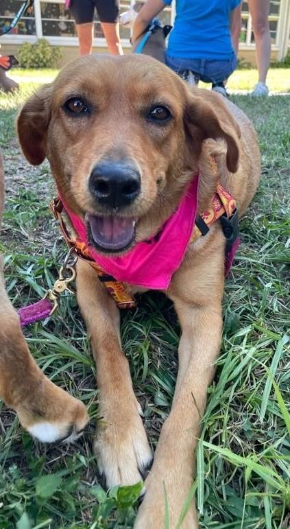 Enlarge Caty, a Adoptable mixed breed in Spring Hill, FL image 7/7