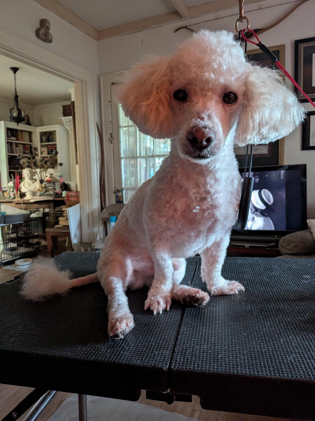 Enlarge Jimmy (TN), a Adoptable Poodle (Toy) in Chattanooga, TN image 1/1