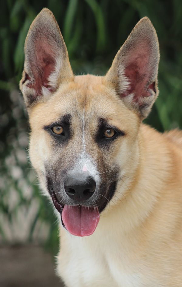 Cabo von Calden", Adoptable, Young Male German Shepherd Dog.