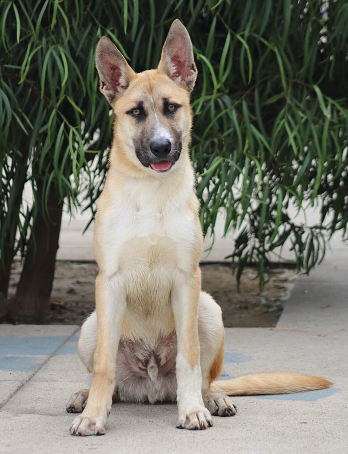 Cabo von Calden", a Adoptable German Shepherd Dog in Los Angeles, CA image 2/12