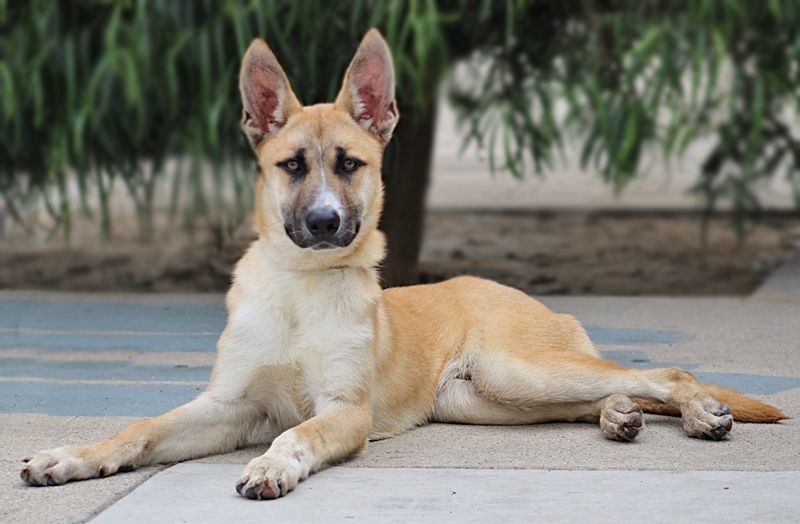 Cabo von Calden", a Adoptable German Shepherd Dog in Los Angeles, CA image 3/12