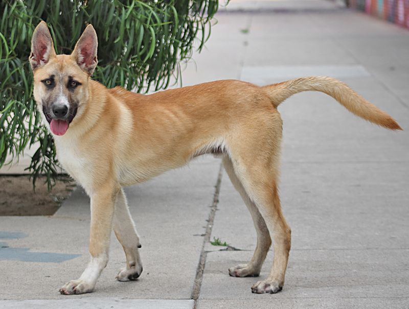 Cabo von Calden", a Adoptable German Shepherd Dog in Los Angeles, CA image 4/12