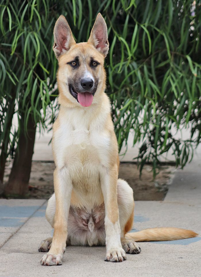 Cabo von Calden", a Adoptable German Shepherd Dog in Los Angeles, CA image 5/12