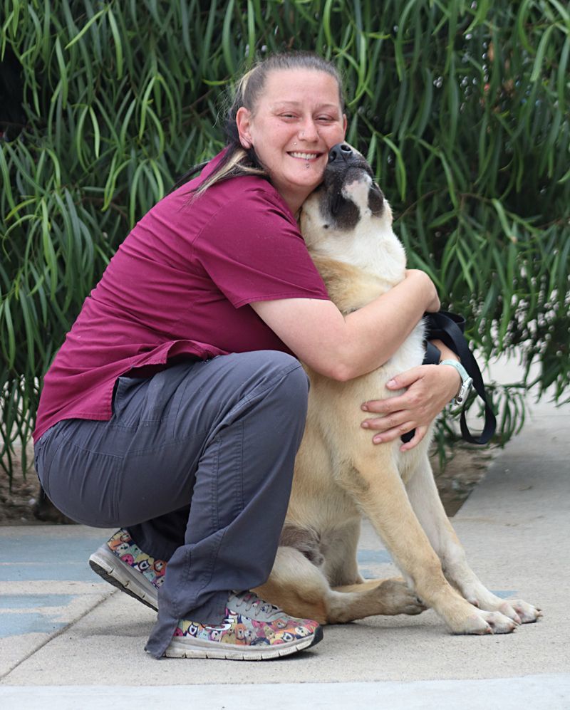 Cabo von Calden", a Adoptable German Shepherd Dog in Los Angeles, CA image 6/12