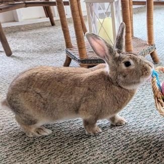 Enlarge Hugo, a Adoptable mixed breed in Coralville, IA image 2/6