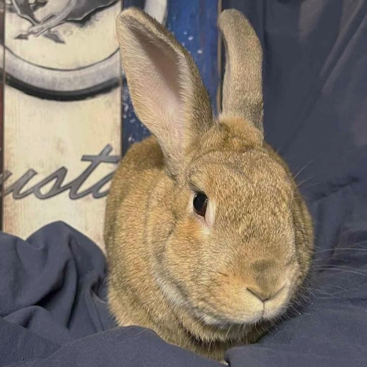 Enlarge Hugo, a Adoptable mixed breed in Coralville, IA image 5/6