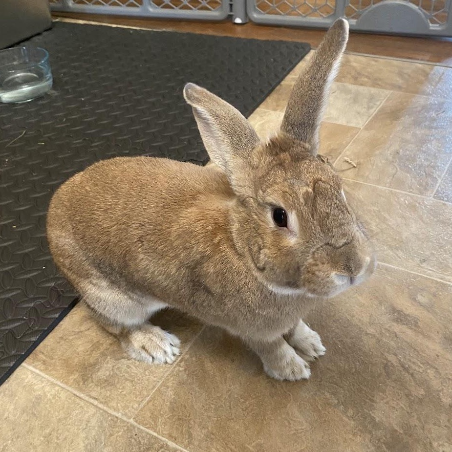 Enlarge Hugo, a Adoptable mixed breed in Coralville, IA image 3/6