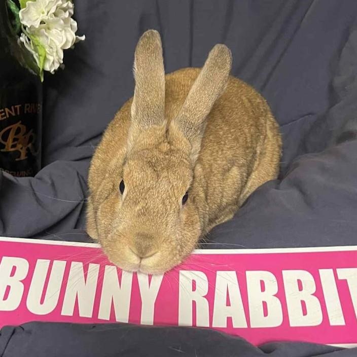 Enlarge Hugo, a Adoptable mixed breed in Coralville, IA image 6/6