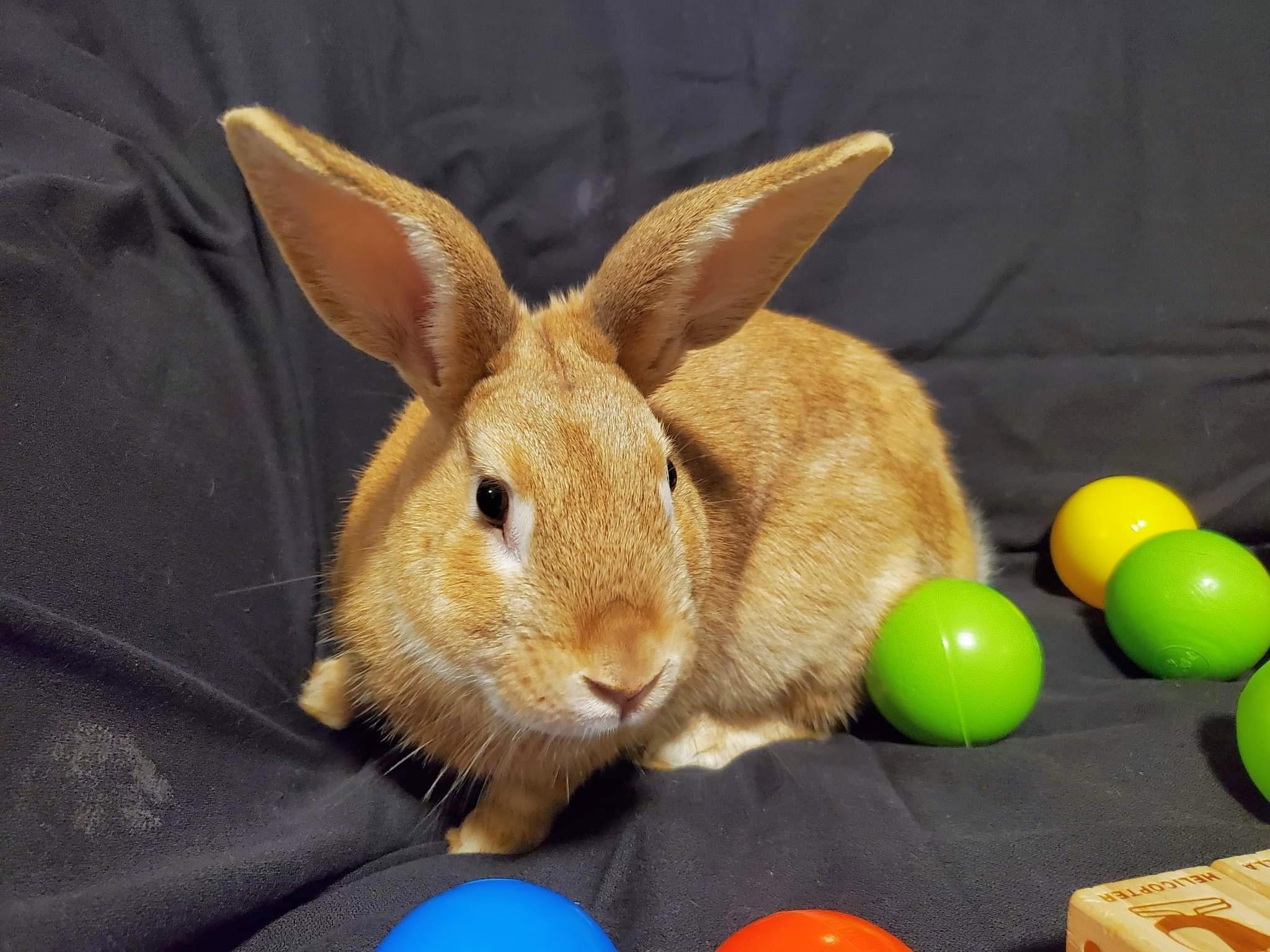 Hugo photo 2
