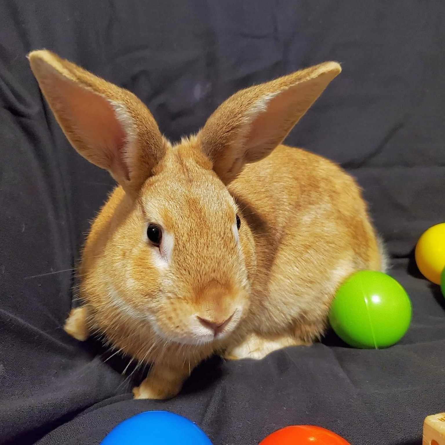 Enlarge Hugo, a Adoptable mixed breed in Coralville, IA image 1/6