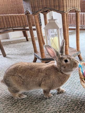 Hugo, Adult Male unknown