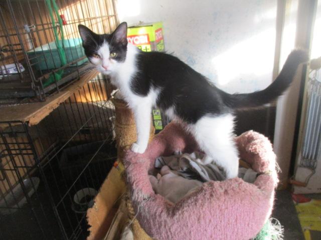 PAMELA-adopted 12-28-24, Adopted, Young Female Domestic Short Hair.