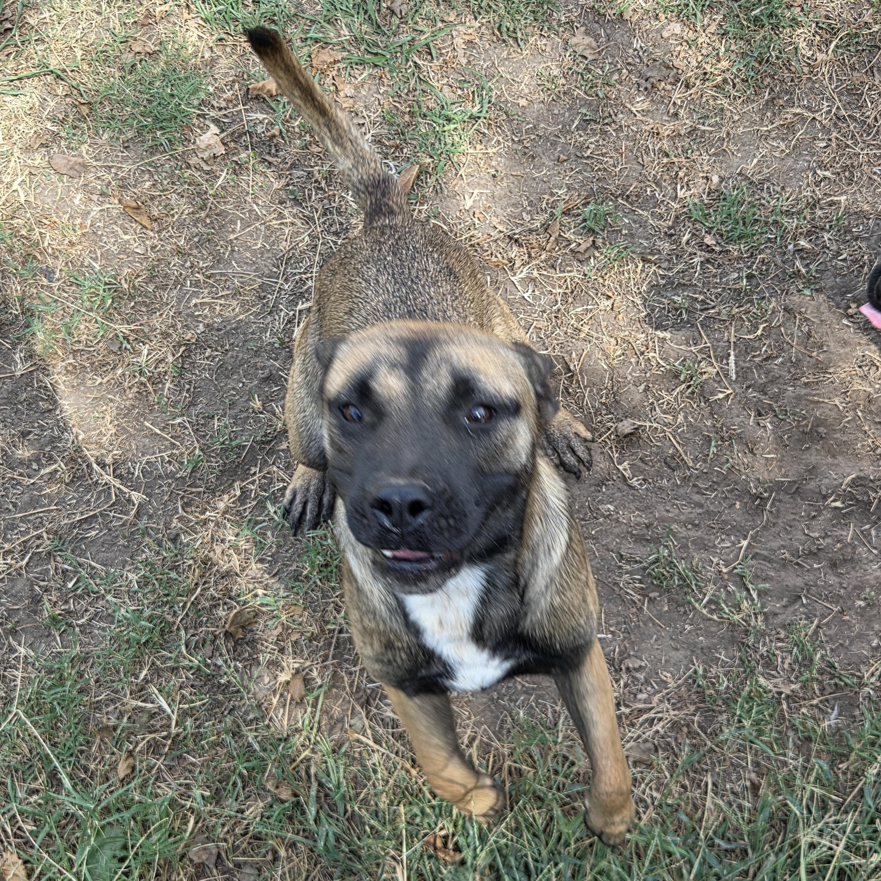 Enlarge Raeyn, a Adoptable mixed breed in Owasso, OK image 1/5