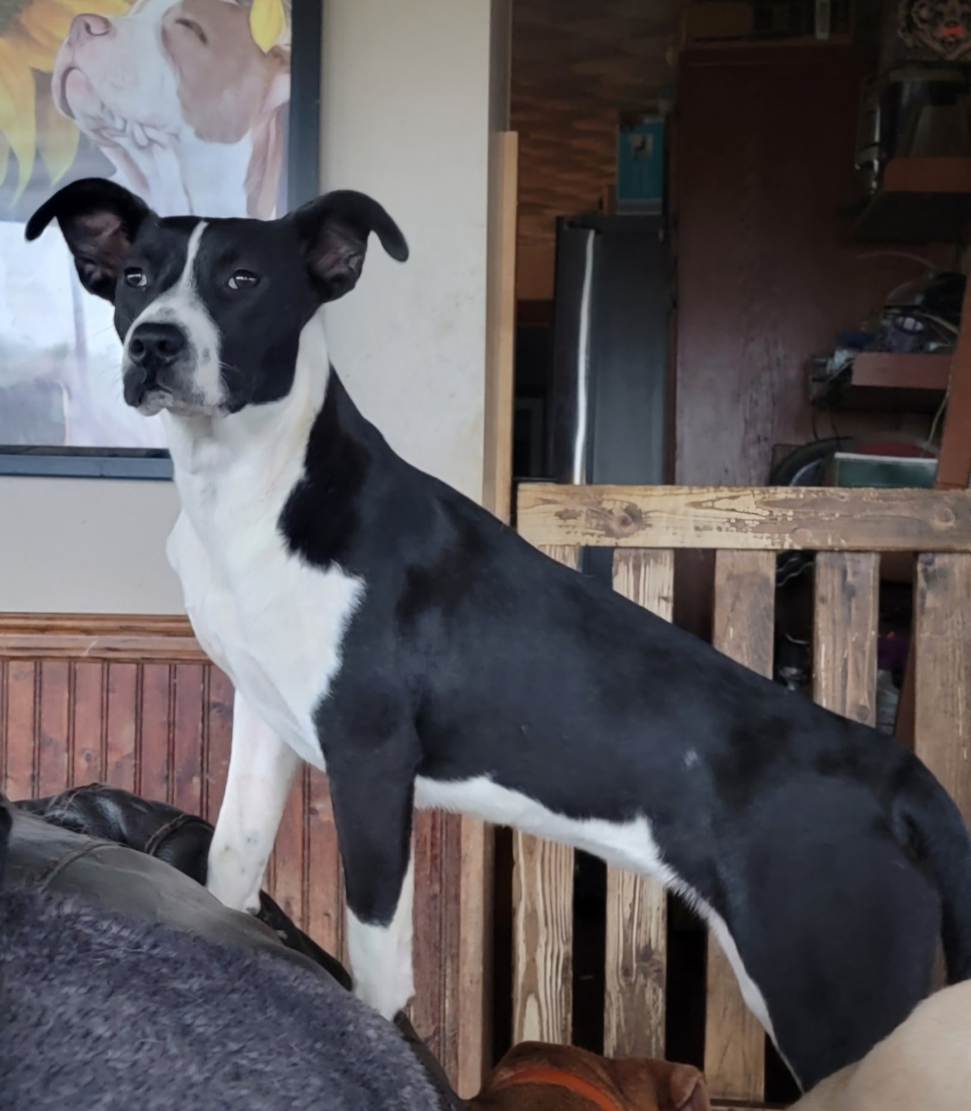 Enlarge Belle, a Adoptable mixed breed in Newville, PA image 1/1